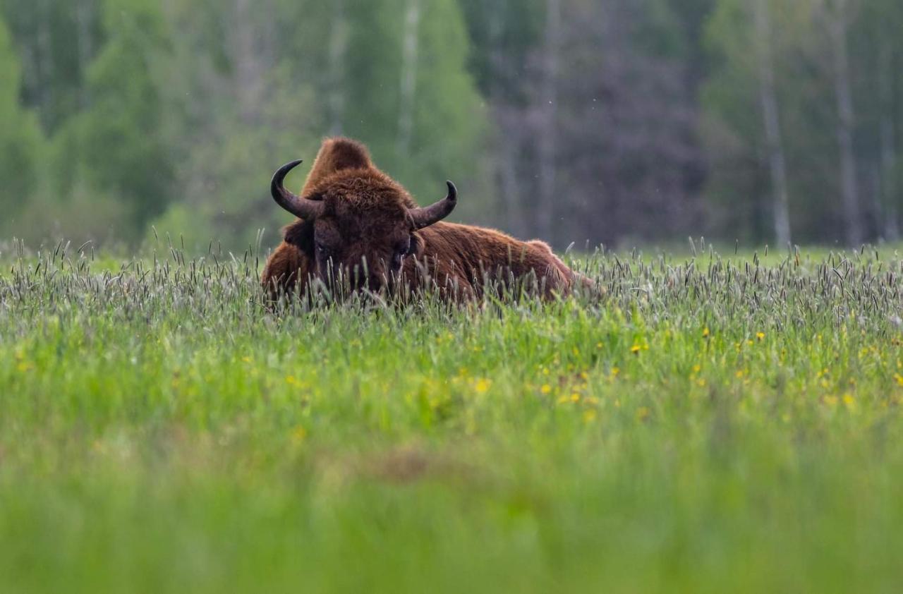 Zubrowe Siolo - Dom Nad Lakami Apartman Białowieża Kültér fotó